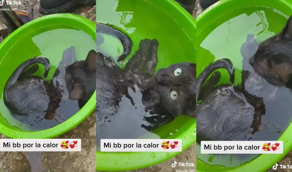 El gatito encontró la tina llena de agua y se sumergió en ella por varias horas  sin mostrarse asustado, por el contrario, disfrutaba de su baño. Foto: captura de TikTok