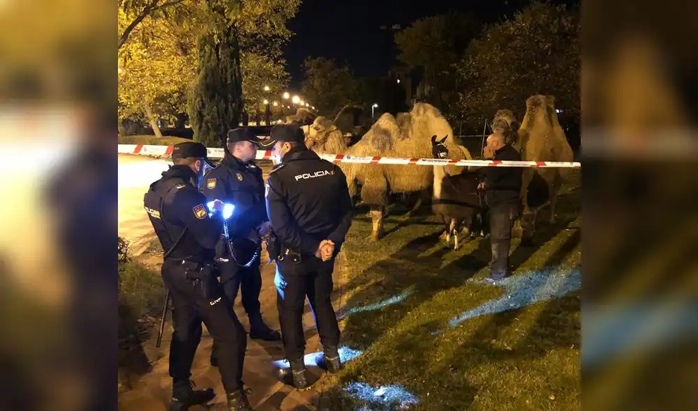 Los dueños señalaron que el recinto de los camellos fue manipulado, por ello los animales pudieron escapar. Foto: Policía Nacional de España/Twitter