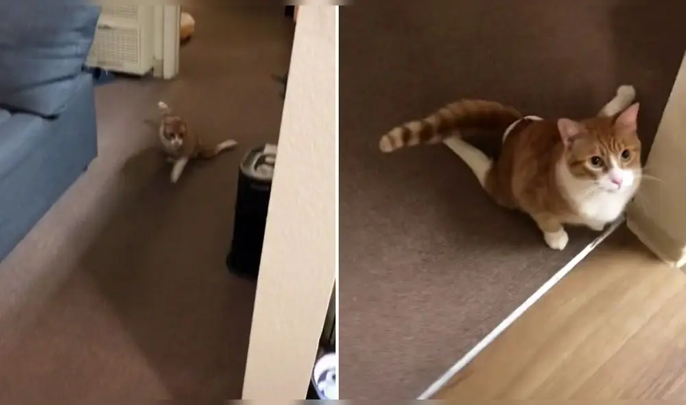 Una mascota discapacitada sorprende con su enérgica personalidad en un clip de TikTok. Foto: captura de TikTok / @twopaw.drive