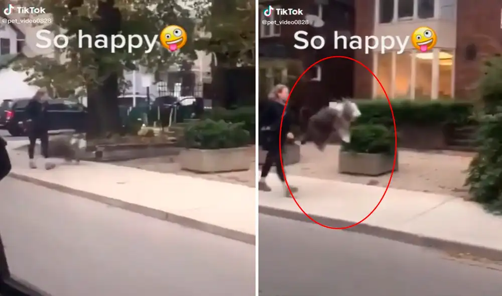 El perrito estaba tan emocionado de salir a pasear que comenzó a dar saltos en plena calle. Foto: captura de TikTok