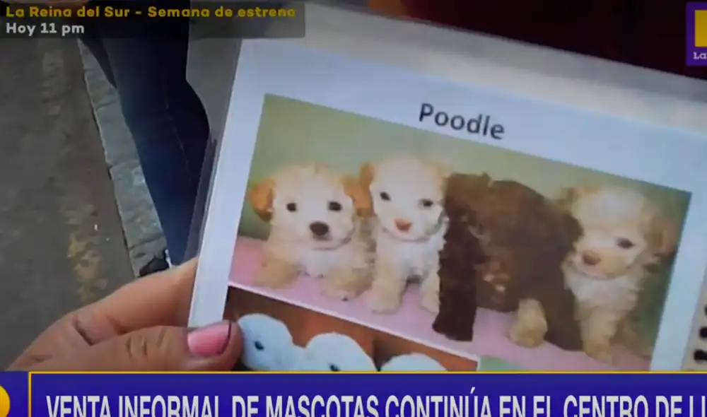 Venta de animales se desarrolla de manera clandestina. Foto: captura de Latina