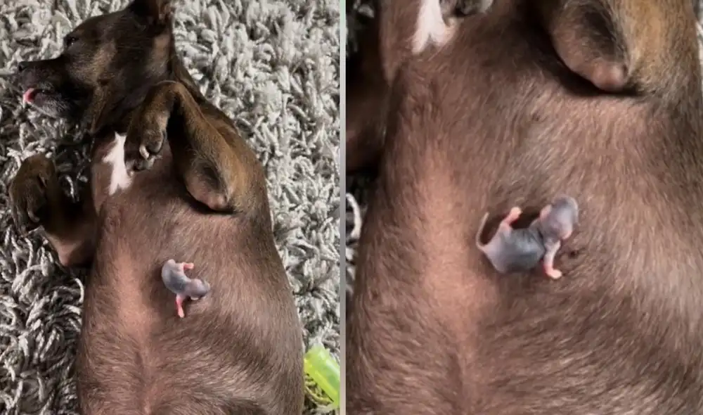 La joven tiktoker recordó con un video al pequeño roedor que falleció poco tiempo después. Foto: captura de TikTok La joven tiktoker recordó con un video al pequeño roedor que falleció poco tiempo después. Foto: captura de TikTok