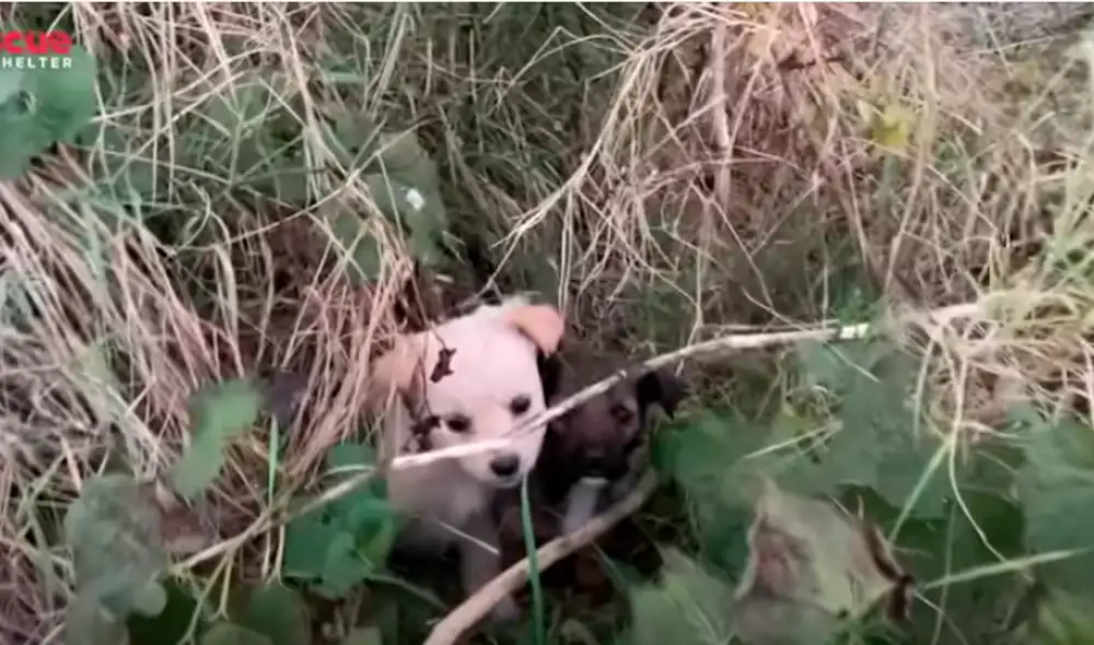 Miles de usuarios se emocionaron al ver las escenas. Foto: captura de YouTube