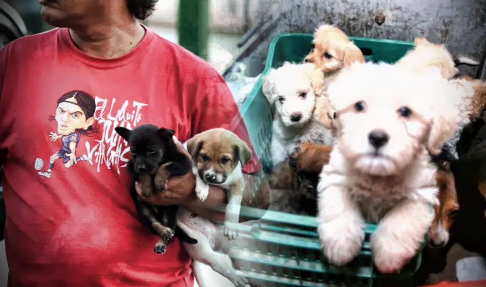 A pesar de la normativa que prohíbe la venta de animales en el Centro de Lima, las mafias desarrollan estrategias para continuar lucrando. Foto: composición La República
