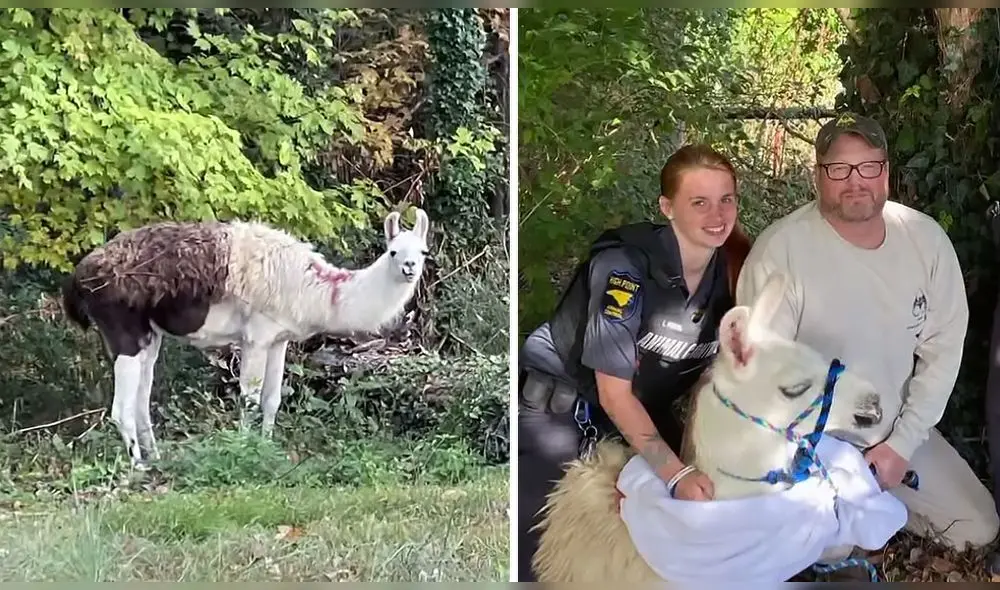 Fotos del primer rescate de la llama en Carolina del Norte, Estados Unidos. Foto: captura de Youtube / WFMY News 2