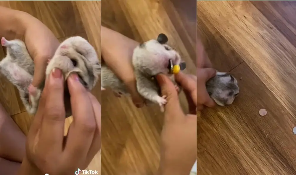 La usuaria suele publicar en TikTok el día a día de su pequeña mascota. Foto: captura de TikTok La usuaria suele publicar en TikTok el día a día de su pequeña mascota. Foto: captura de TikTok