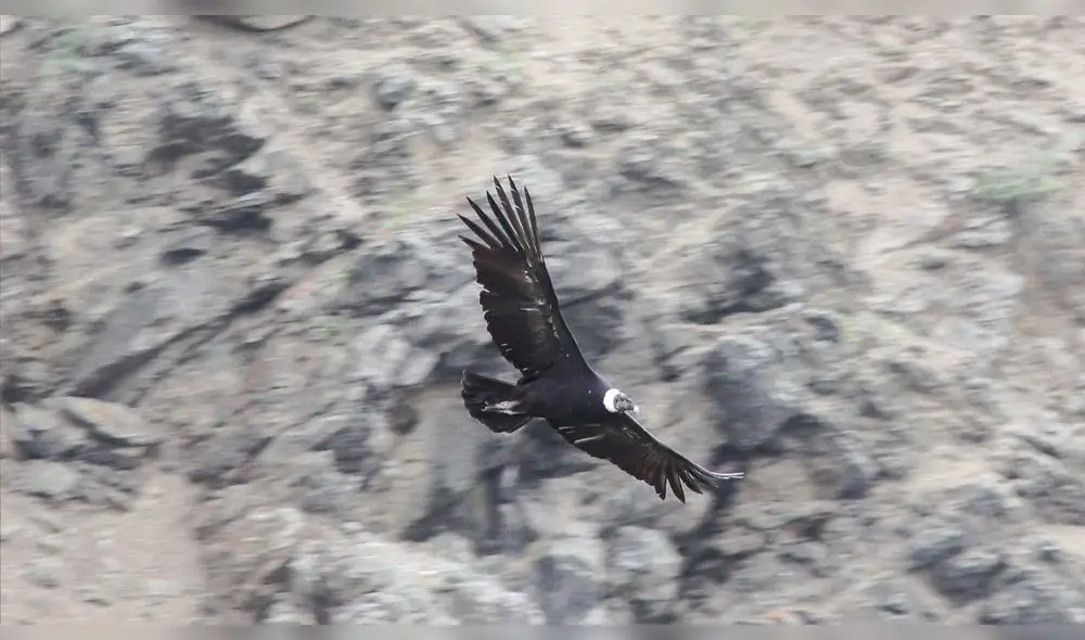 La presencia del cóndor andino en la playa de Illescas sorprende a los turistas locales y extranjeros. Foto: Yuri Hooker