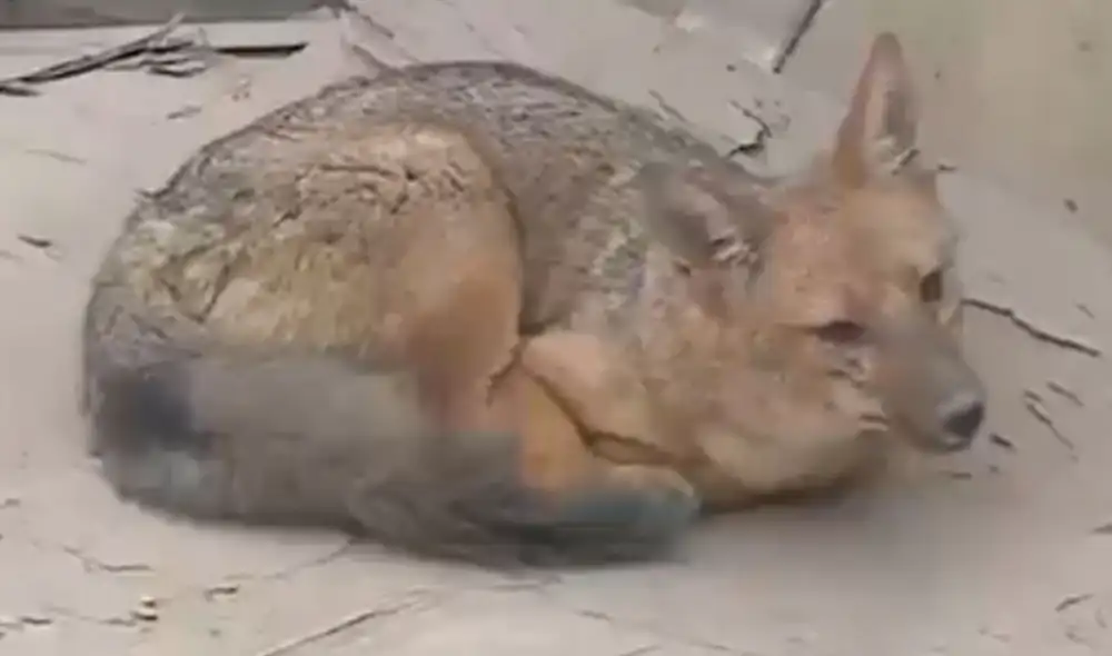 Zorrito se encontraba durmiendo en techo de vivienda. Foto: captura de Canal N