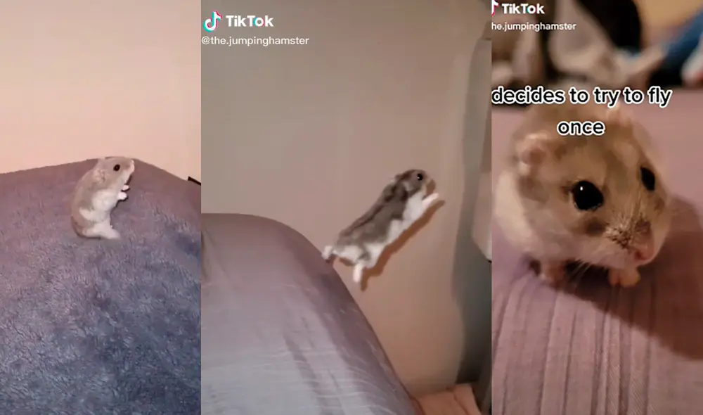 El tierno hámster no deja ninguna oportunidad para hacer gala de sus acrobacias al saltar desde diversos lugares. Foto: captura de TikTok