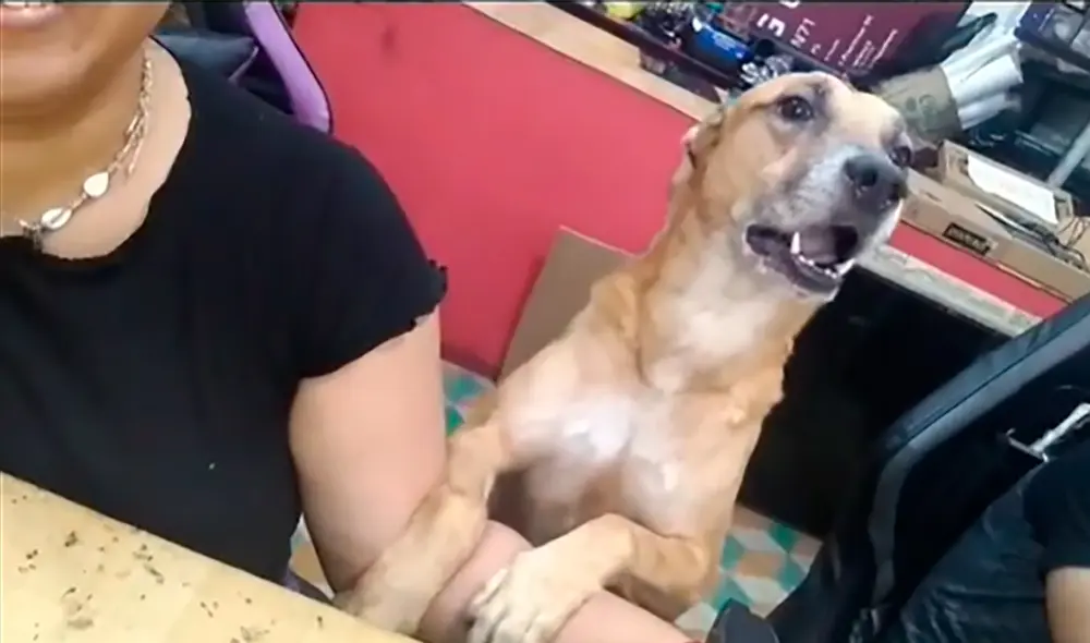 El perrito conmovió en las redes debido a su heroico actuar como protector de su dueña ante cualquier peligro. Foto: captura de TikTok