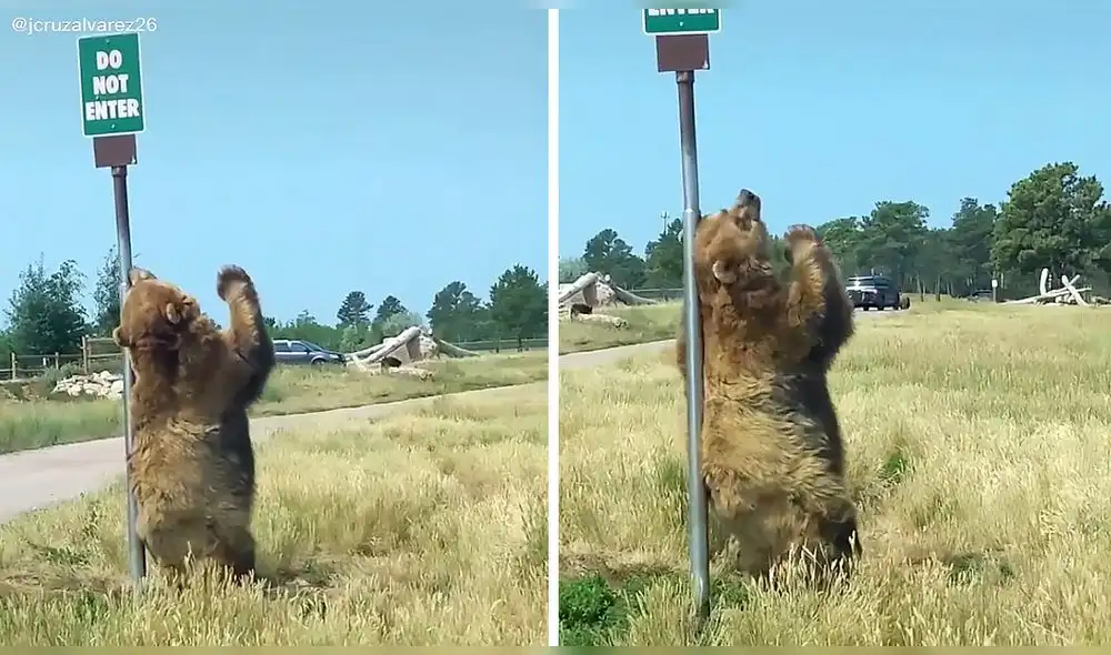Mientras una persona iba en el vehículo, captó las imágenes de un singular oso. Foto: captura de TikTok
