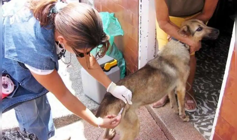 Autoridades aplicaron plan de vacunación para evitar proliferación de virus. Foto: Municipalidad de Cayma