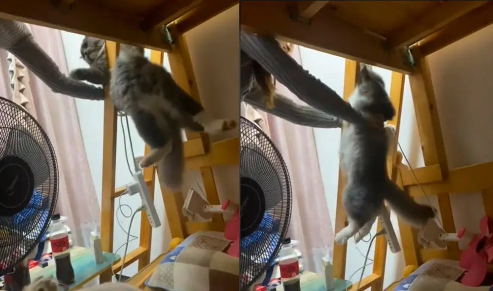 El gatito resbaló del camarote, pero fue salvado por su dueña antes de que ocurra algún accidente. Foto: captura de TikTok