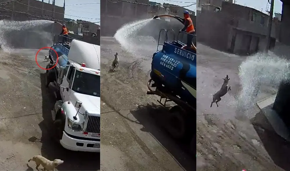 El joven que esparcía agua por la manguera ayudó al perrito que aclamaba por ella. Foto: captura de TikTok