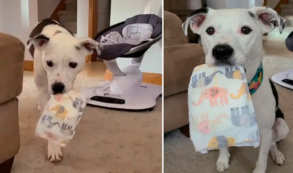 La perrita aprendió las labores domésticas para ayudar en el cuidado del nuevo bebé. Foto: captura de TikTok