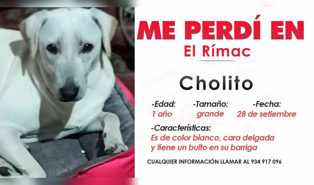 Can de un año y cuatro meses se extravió en el Rímac. Su familia se encuentra desesperada, por lo que pide ayuda para encontrarlo. Foto: La República