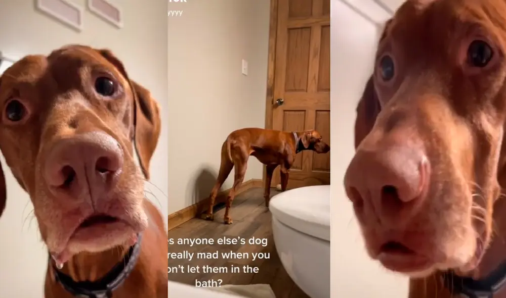 El perrito se mostró confundido con la respuesta de su dueña al no dejarlo ingresar a la bañera. Foto: captura de TikTok