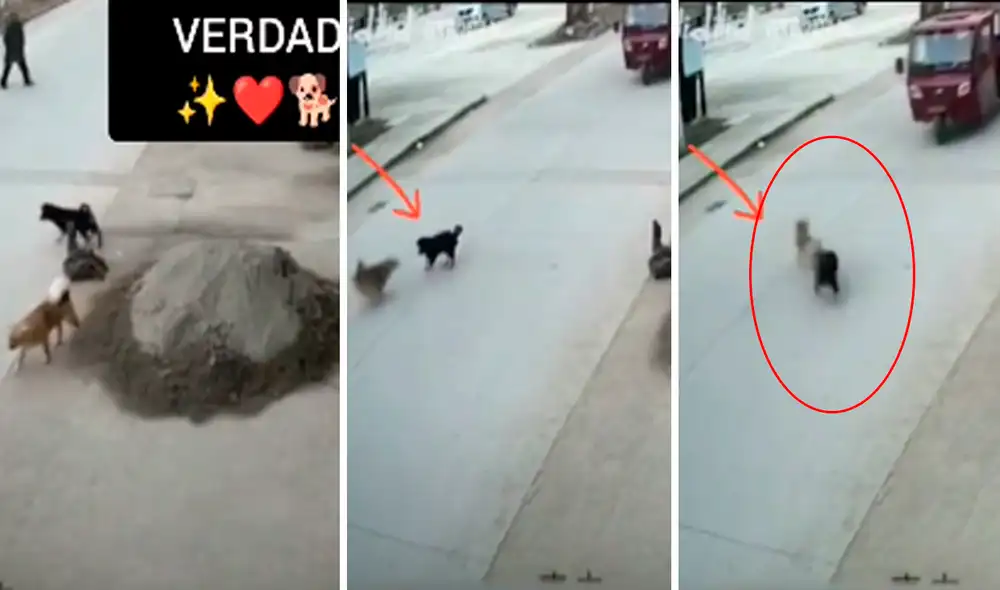 El perro afortunadamente empujó a tiempo a su amigo para evitar ser atropellados. Foto: captura de TikTok