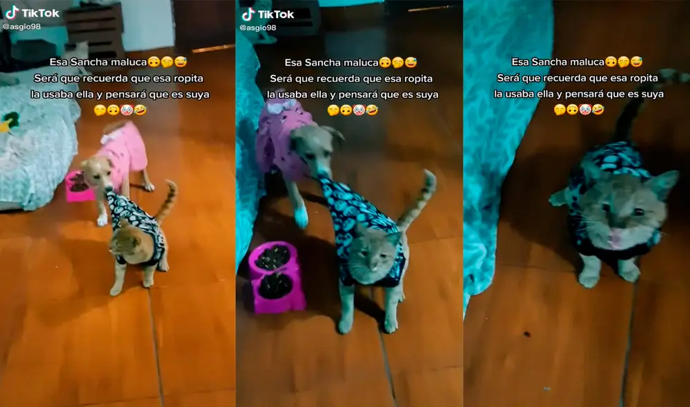 El can desarrolló una insólita actuación junto al minino. Foto: captura de TikTok