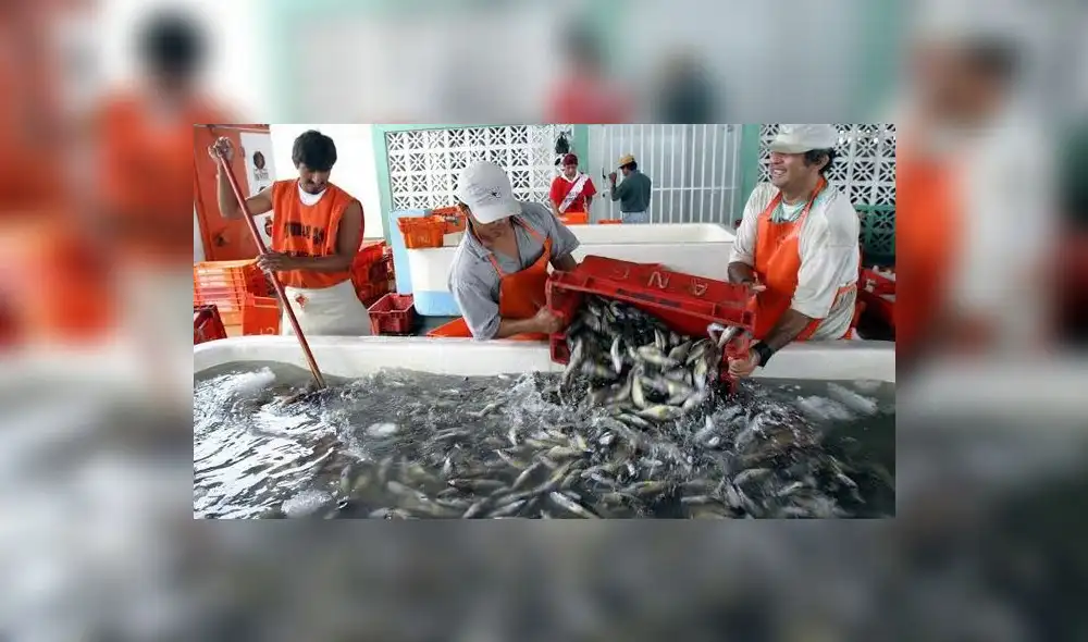 Captura se desarrollará en la zona norte y centro del país y se extenderá en el tiempo. Foto: Produce