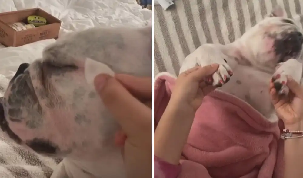 El clip deja ver a la canina de raza bulldog inglés llamada Gamusa en una relajante sesión de ‘spa’. Foto: captura de TikTok El clip deja ver a la canina de raza bulldog inglés llamada Gamusa en una relajante sesión de ‘spa’. Foto: captura de TikTok