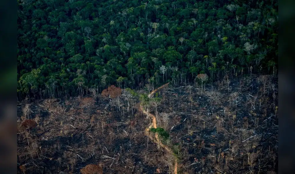 El bosque amazónico es afectado por el cambio de uso de suelos, la tala ilegal, la minería aurífera y el narcotráfico.