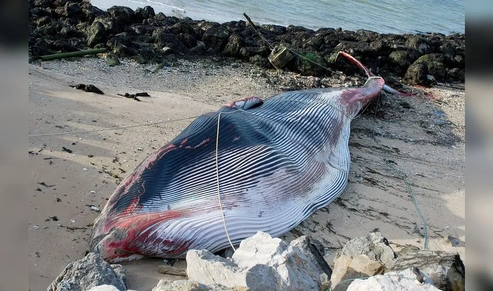 Muerte de ballena en Francia tomó por sorpresa a las personas. Foto: AFP