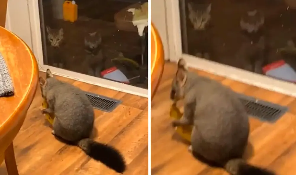 Él pensó que se trataba de una travesura de sus mascotas, pero se llevó una sorpresa al enterarse que habían ingresado a su hogar a escondidas. Foto: captura de YouTube Él pensó que se trataba de una travesura de sus mascotas, pero se llevó una sorpresa al enterarse que habían ingresado a su hogar a escondidas. Foto: captura de YouTube