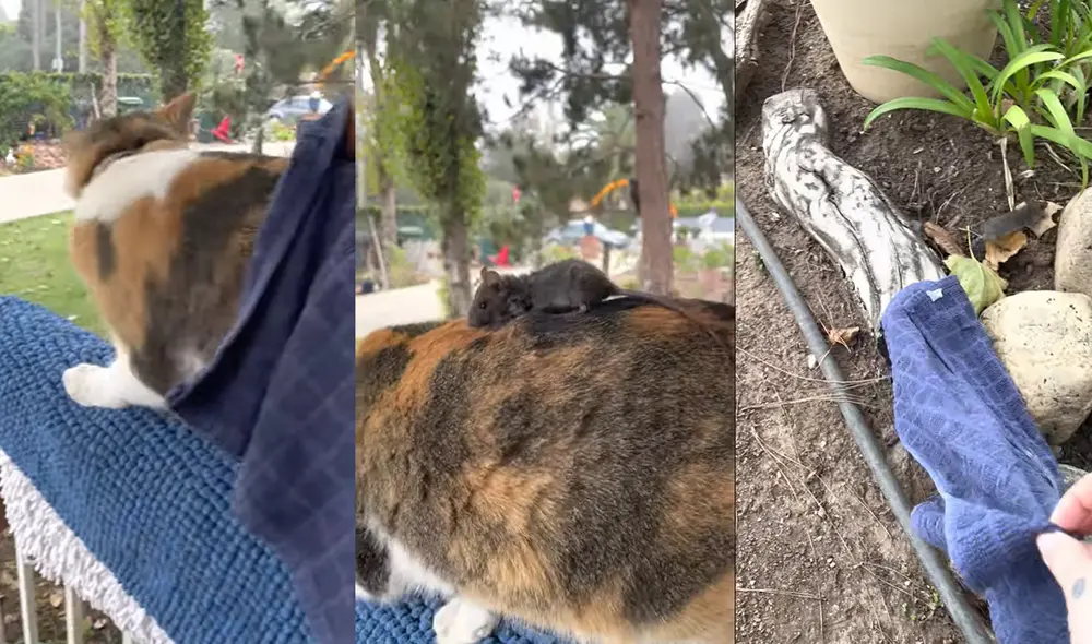 El ratón no sufrió ningún daño. La mujer lo puso a buen recaudo. Foto: captura de YouTube