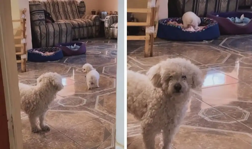 Cuando el pequeño can daba vueltas por la sala para conocer el lugar, su ‘hermano mayor’ trataba de ignorarlo y solo lo observaba desde lejos. Foto: captura de TikTok Cuando el pequeño can daba vueltas por la sala para conocer el lugar, su ‘hermano mayor’ trataba de ignorarlo y solo lo observaba desde lejos. Foto: captura de TikTok