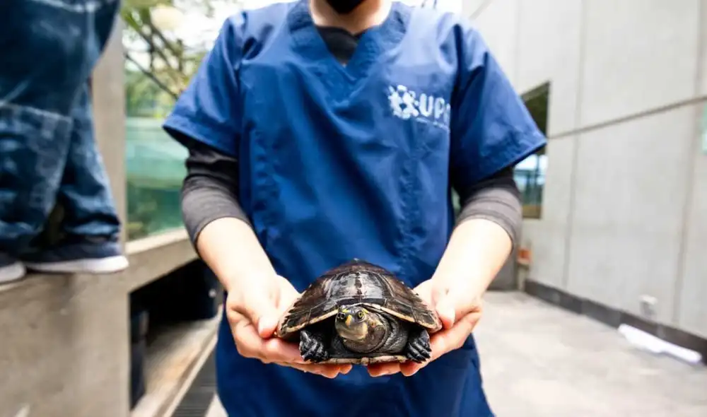 Activistas exigen al Estado regular zoocriaderos. Foto: UPA