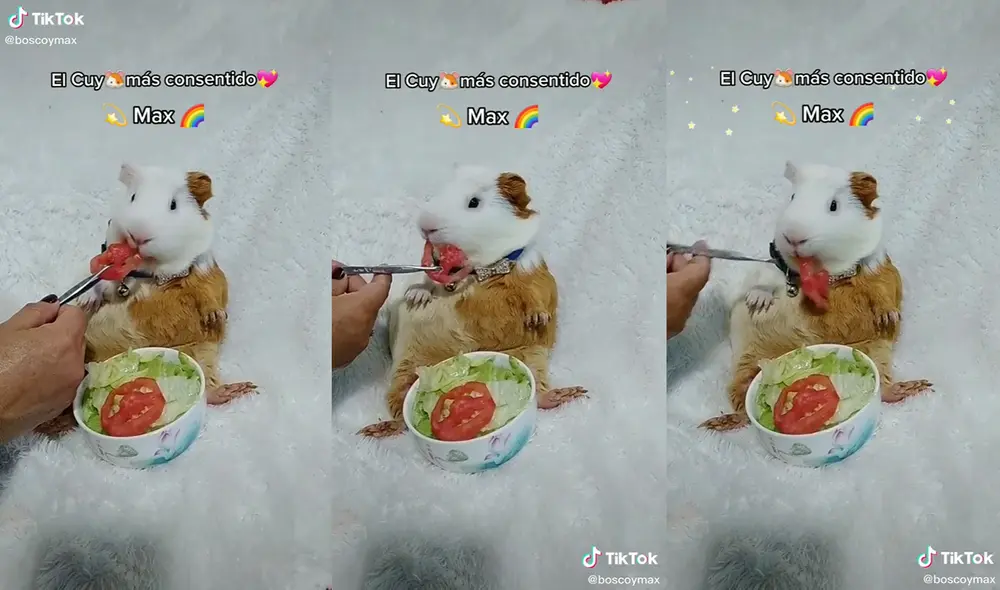 Los usuarios quedaron cautivados con el collar del cuy. Foto: captura de YouTube