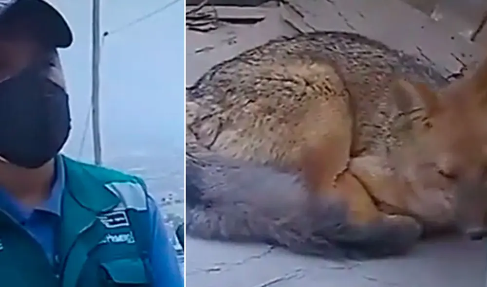 El famoso zorrito ‘Run Run’ aún no ha sido capturado debido a la cantidad de gente que llega al asentamiento humano Sol Naciente, donde deambula con otros animales. Foto: captura de Canal N