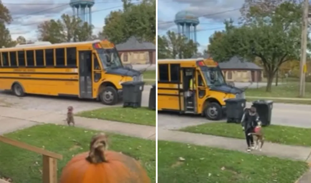 Cuando el niño baja del vehículo, el can es el más emocionado, pues salta por todos lados y corre hacia él para darle una calurosa bienvenida. Foto: captura de YouTube