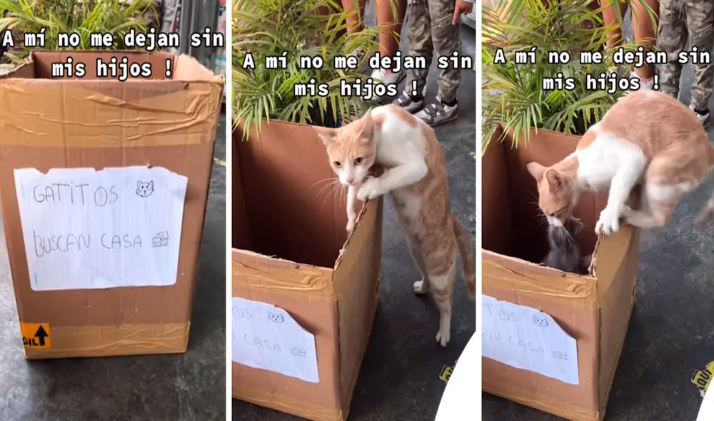 Una familia no podía hacerse cargo de los bebés de su mascota y trataron de conseguirles un nuevo hogar, pero no imaginaron que esto iba a 'molestarle'. Foto: captura de Facebook