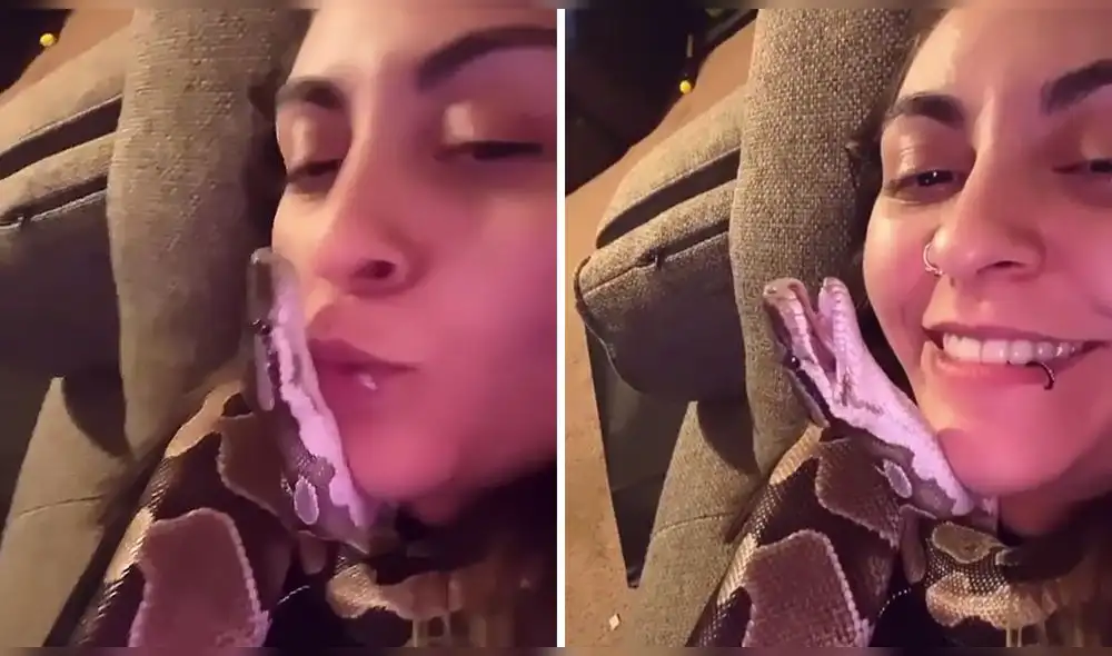 La escena de una curiosa relación entre un reptil domesticado fue compartido por el usuario @royal_pythons. Foto: captura de Instagram