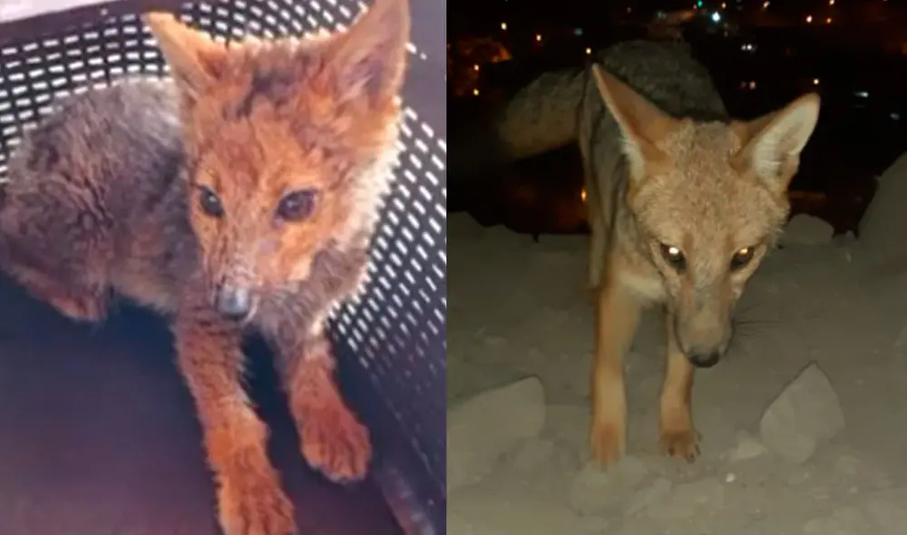 El zorro Run Run no cayó en el señuelo con somníferos y ahora los especialistas de Serfor planean capturarlo con un dardo tranquilizante. Foto: La República