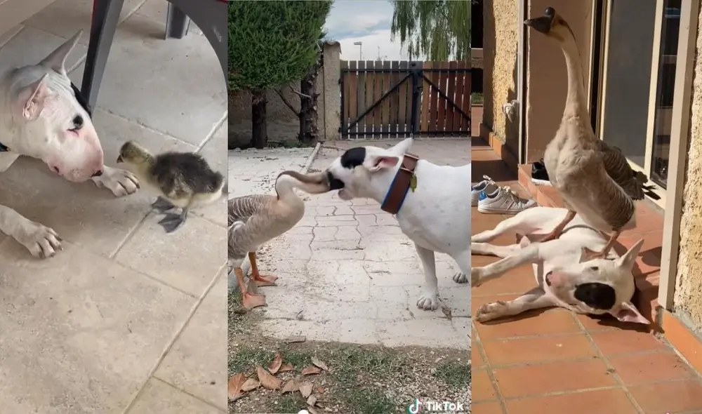 La cuenta @ninobullterrier está dedicada a difundir los buenos momentos que comparten las mascotas amigas. Foto: captura de TikTok