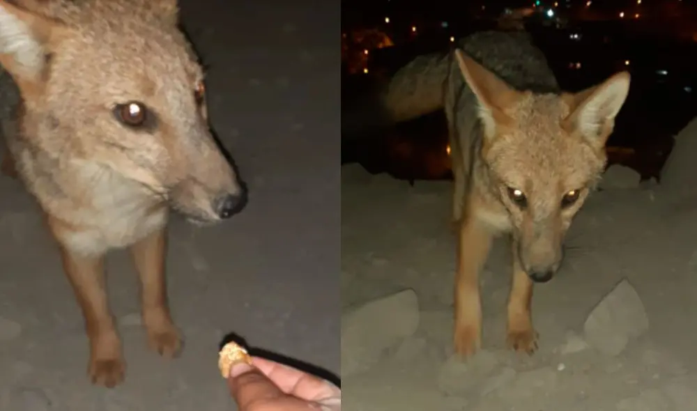 Zorro Run Run comió pollo a la brasa en Asentamieto Humano Sol Naciente. Foto: Gianella Aguirre/URPI-LR