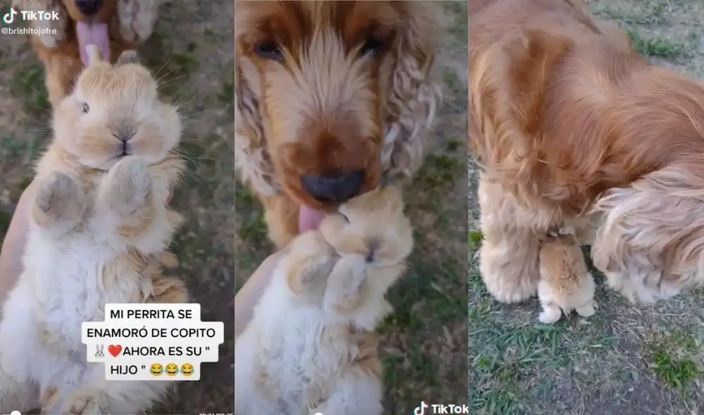 La joven no solo comparte sus días en compañía de su conejito, sino también de sus cocker spaniel. Foto: captura de TikTok