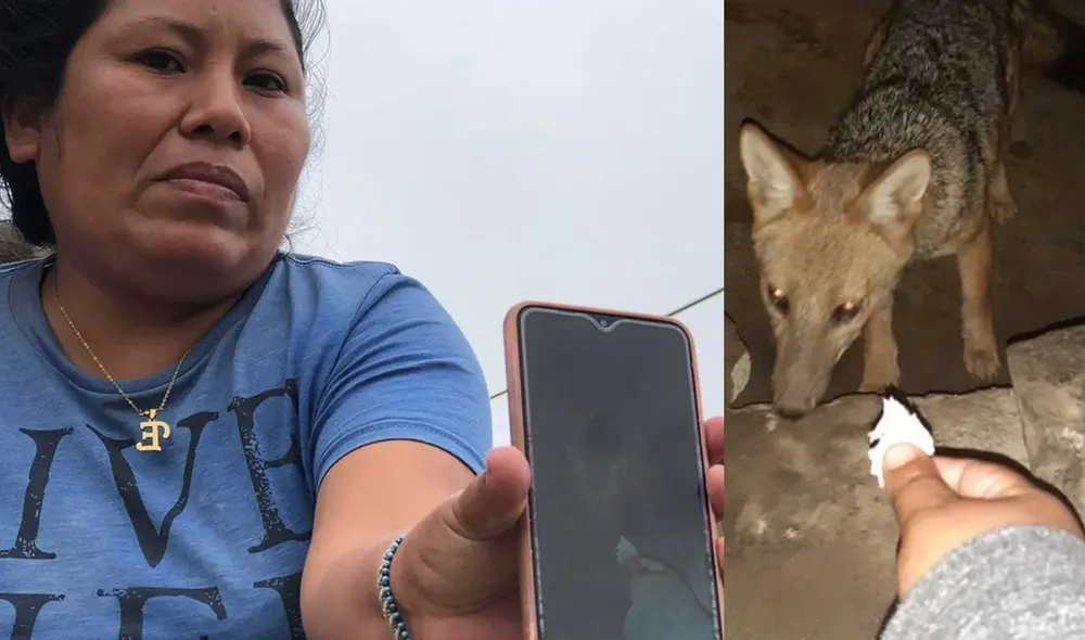 El zorro Run Run huyó de su vivienda porque su gato lo espantó. Foto: Gianella Aguirre/URPI-LR
