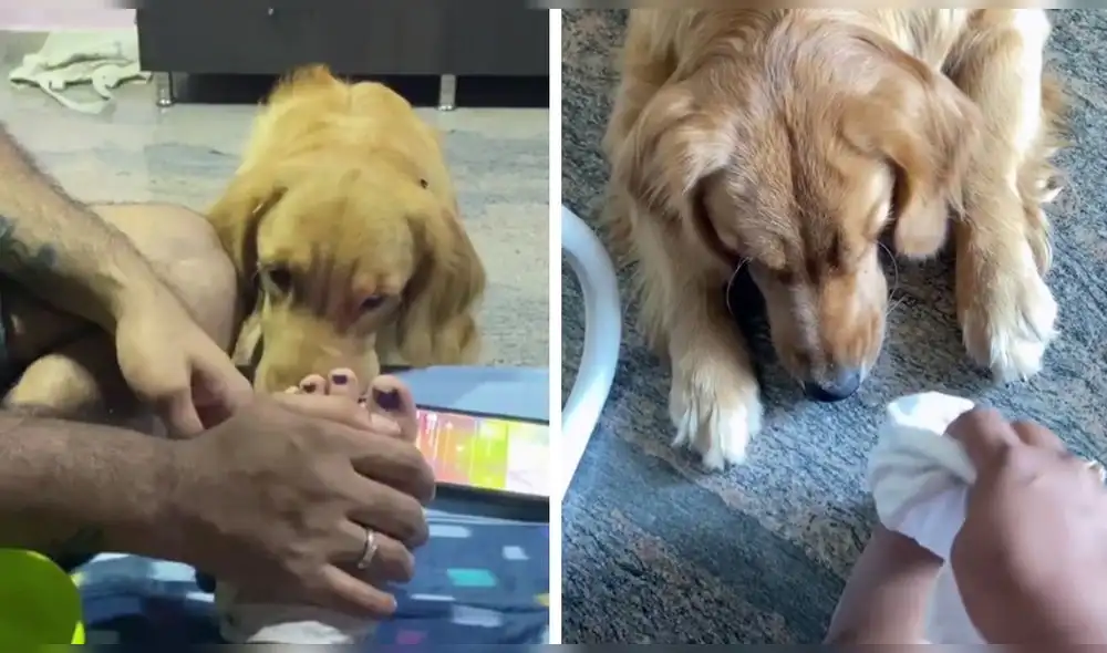 @olivesetty es la cuenta de Instagram que la cuidadora de la golden retriever creó especialmente para ella. Foto: captura de Instagram