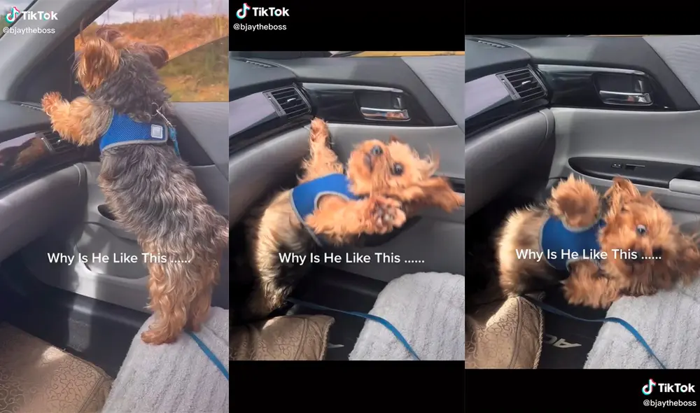 El can causó sensación en miles de cibernautas por la insólita escena que protagonizó. Foto: captura de TikTok El can causó sensación en miles de cibernautas por la insólita escena que protagonizó. Foto: captura de TikTok