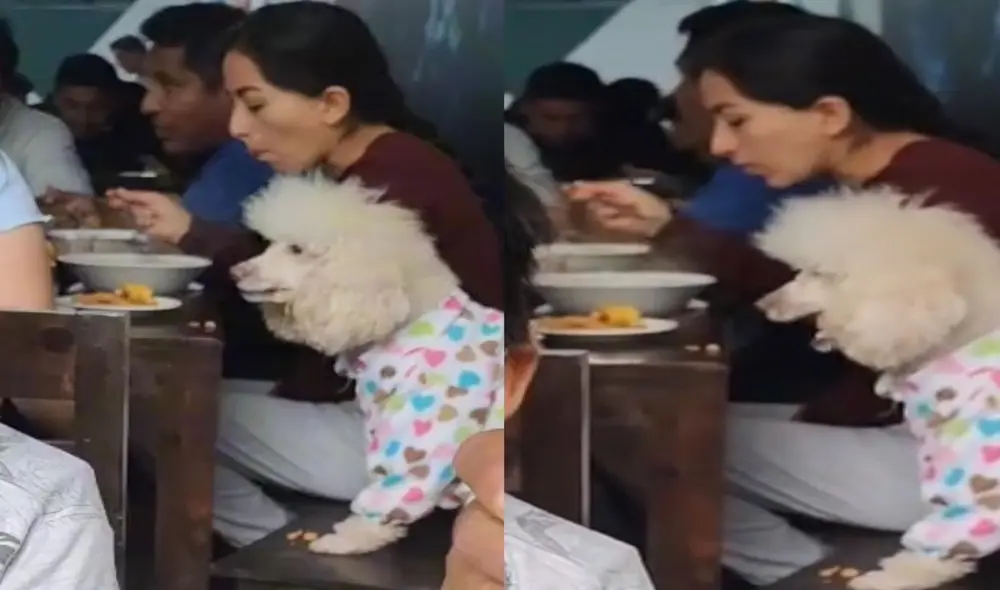 La publicación viene cautivando a los usuarios de TikTok por el buen comportamiento que tuvo el can en el establecimiento. Foto: captura de TikTok. La publicación viene cautivando a los usuarios de TikTok por el buen comportamiento que tuvo el can en el establecimiento. Foto: captura de TikTok.