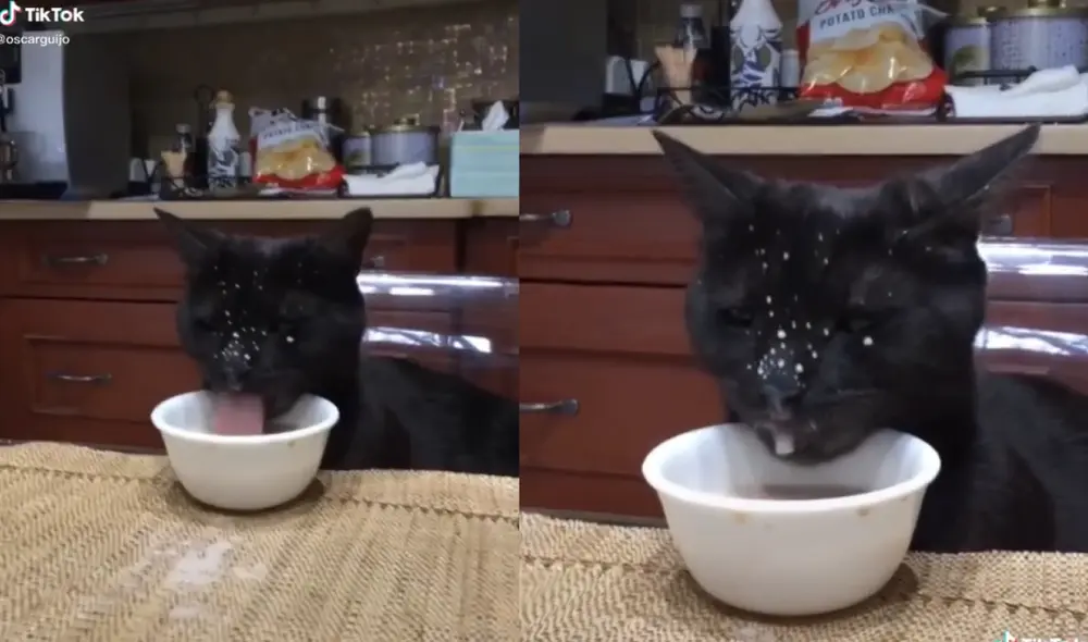 La conmovedora escena muestra al felino con un estado de ánimo decaído y con el rostro embarrado de leche. Foto: captura de TikTok La conmovedora escena muestra al felino con un estado de ánimo decaído y con el rostro embarrado de leche. Foto: captura de TikTok