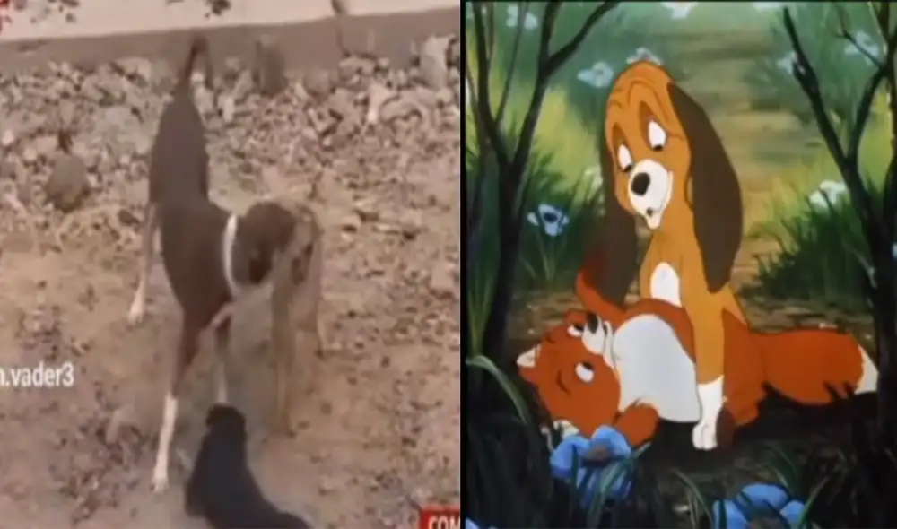 El pequeño zorro Run Run hasta ahora no sido capturado por la entidad correspondiente del Estado. Foto: composición LR/ TikTok/ Disney El pequeño zorro Run Run hasta ahora no sido capturado por la entidad correspondiente del Estado. Foto: composición LR/ TikTok/ Disney