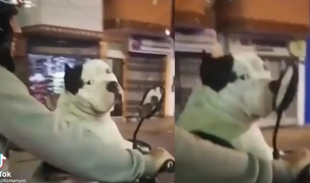 La cuenta @trujillomanyas ha compartido un clip donde se logra ver a un can viajando en una moto lineal junto a su dueño por las calles de Trujillo. Foto: captura de TikTok. La cuenta @trujillomanyas ha compartido un clip donde se logra ver a un can viajando en una moto lineal junto a su dueño por las calles de Trujillo. Foto: captura de TikTok.