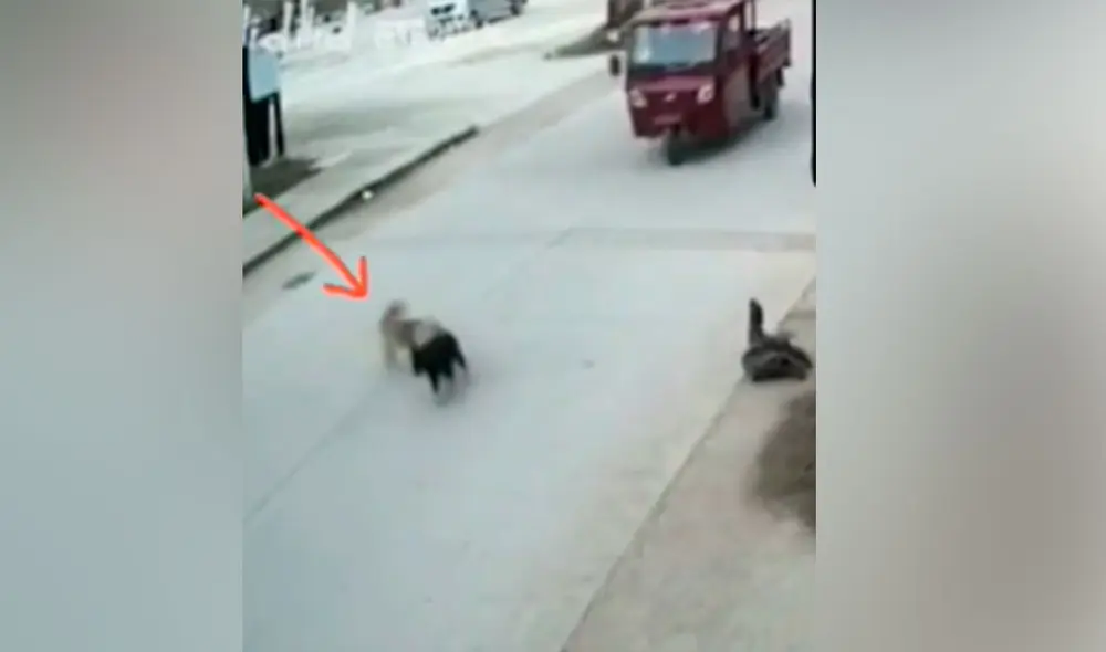 Juntos regresaron a la acera y el heroico acto de este perrito quedó registrado en un video que ha logrado conmover a miles de cibernautas. Foto: captura de YouTube Juntos regresaron a la acera y el heroico acto de este perrito quedó registrado en un video que ha logrado conmover a miles de cibernautas. Foto: captura de YouTube