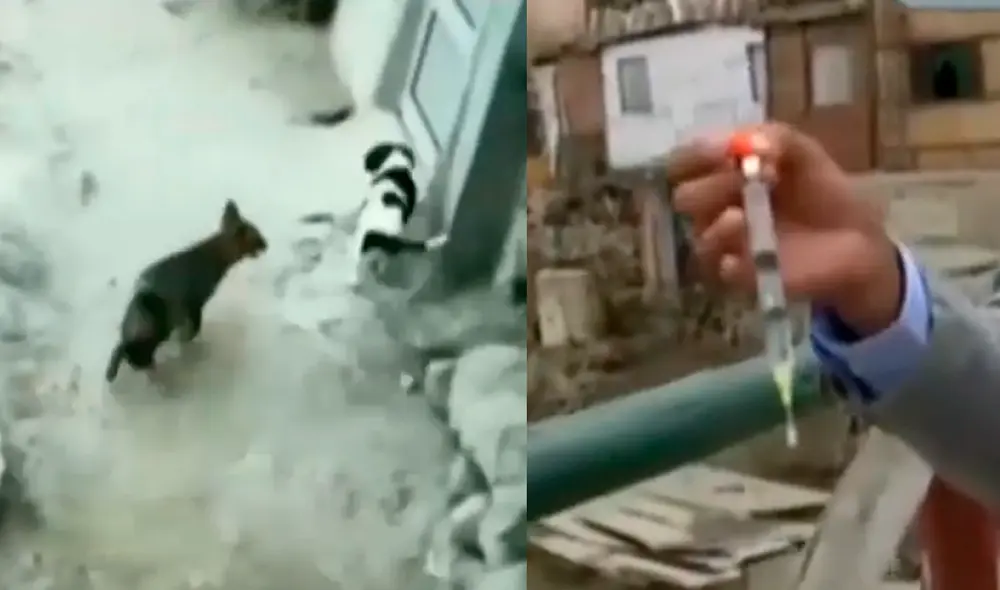 Equipo de América Noticias encontró dardo. Foto: Captura América TV