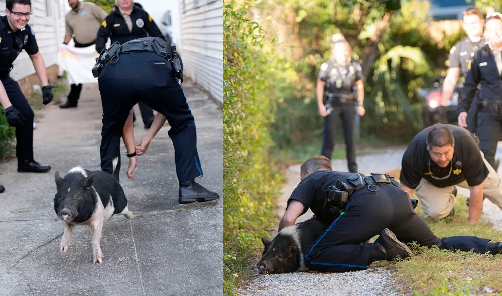 El cerdo fue puesto a buen recaudo tras una ardua persecución por parte de varios agente. Foto: Facebook / Pensacola Police Department